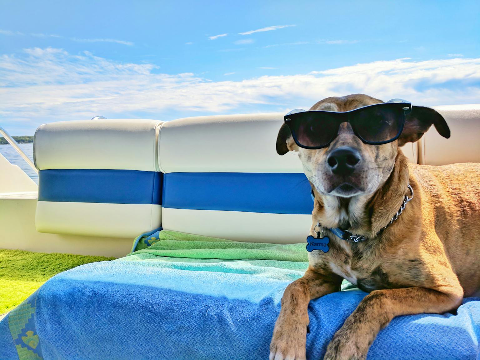 Foto de un perro con anteojos de sol en un paisaje veraniego